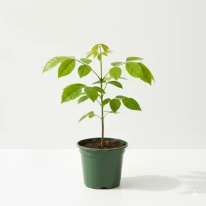 Crateva religiosa Varun medicinal tree plant in pot – Gayatri Nursery