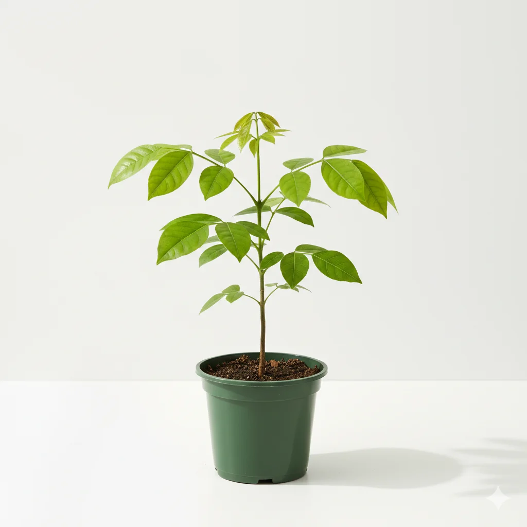 Crateva religiosa (Sacred Garlic Pear Tree) (वरुण)