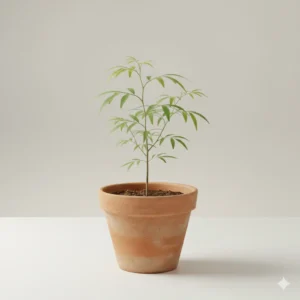 Dolichandrone falcata Medshingi tree plant in pot – Gayatri Nursery