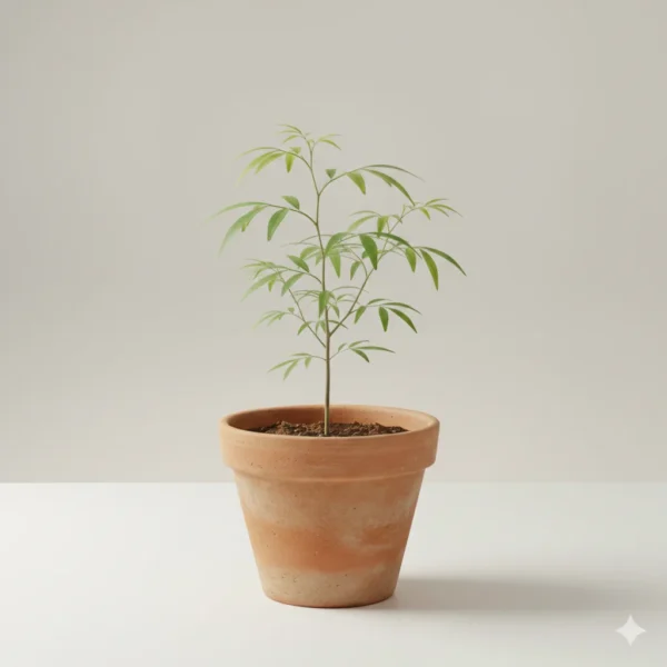 Dolichandrone falcata Medshingi tree plant in pot – Gayatri Nursery