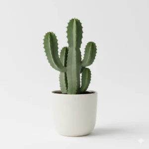 Euphorbia neriifolia Sihund Nivdung medicinal succulent plant in pot – Gayatri Nursery