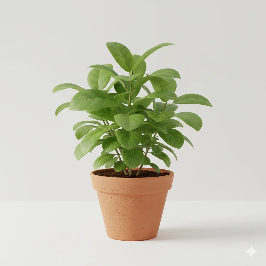 Justicia adhatoda Adulsa Vasaka medicinal plant in pot – Gayatri Nursery