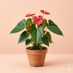 Anthurium indoor flowering plant with red flowers in pot – Gayatri Nursery