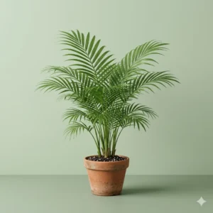 Areca palm indoor air purifying plant in pot – Gayatri Nursery