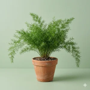 Asparagus outdoor ornamental plant with feathery green foliage – Gayatri Nursery