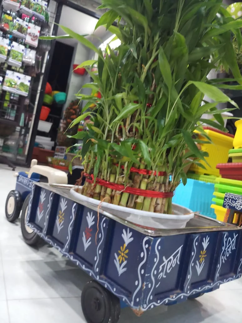 Tropical Corner