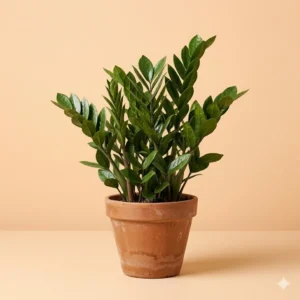 Green ZZ plant Zamioculcas indoor plant in pot – Gayatri Nursery