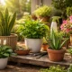 Best Low-Maintenance Plants for Indian Homes – Beginner Friendly Plants low maintenance indoor plants for Indian homes including snake plant money plant aloe vera peace lily and bougainvillea