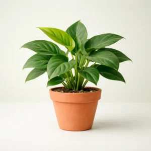 Philodendron tropical indoor plant with lush green heart shaped leaves – Gayatri Nursery