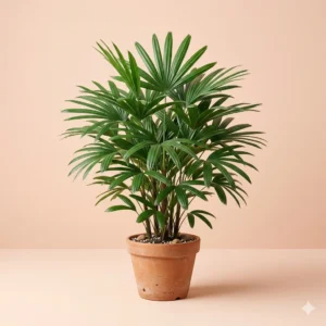 Rhapis palm lady palm indoor plant with fan shaped leaves – Gayatri Nursery